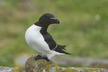 Razorbill (Alca torda) on a cliff on Great Saltee Island off the coast of Ireland.