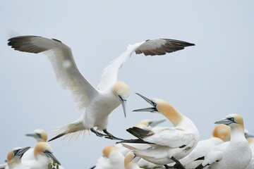 Gannets (Morus bassanus) squabbling in the crowded colony on the cliffs of Great Saltee Island off...