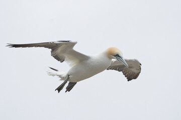 Gannet (Morus bassanus) coming in to land at a gannet colony on Great Saltee Island off the coast of Ireland.