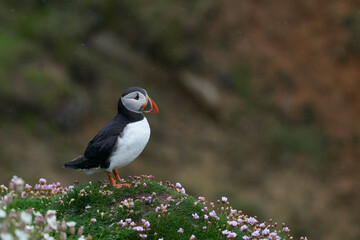 Atlantic puffin (Fratercula arctica) amongst spring flowers on a cliff on Great Saltee Island off the coast of Ireland.