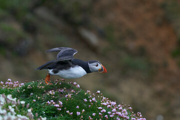 Atlantic puffin (Fratercula arctica) taking off from a cliff on Great Saltee Island off the coast of Ireland.                      