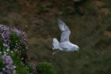 Fulmar (Fulmarus glacialis) flying along a cliff of Great Saltee Island off the coast of Ireland.