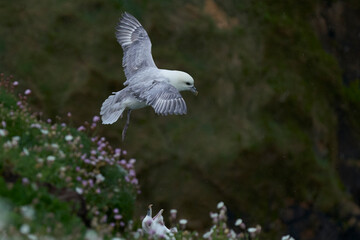 Fulmar (Fulmarus glacialis) flying along a cliff of Great Saltee Island off the coast of Ireland.