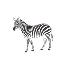 Obraz na płótnie Canvas Zebra on white background. Vector .