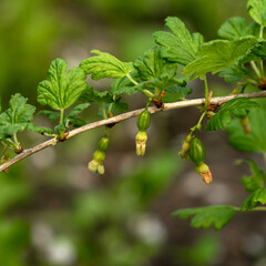 Green unripe fruits of red or yellow gooseberries on a branch.