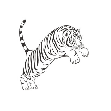 Tiger on white background. Vector .
