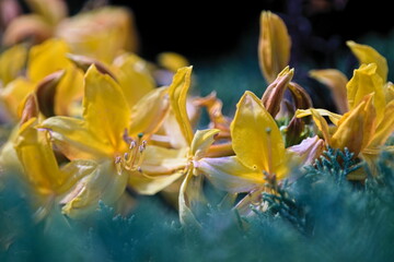 Fototapeta premium Rododendron