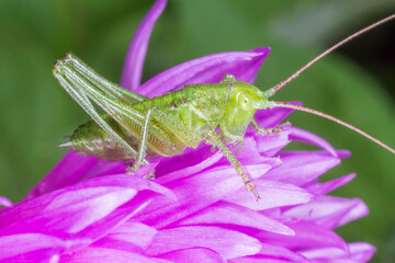 green bush cricket sitting on purple cornflower