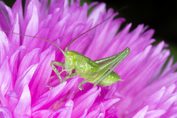 green grasshopper sitting on purple cornflower