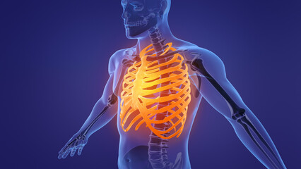 Human skeleton rib cage anatomy	