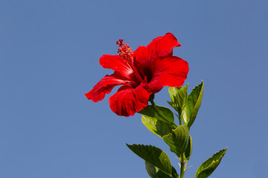 red hibiscus rosa-sinensis flower against blue sky