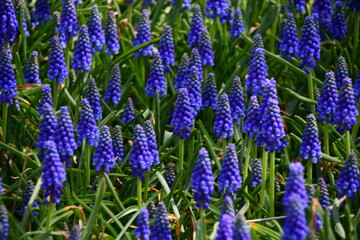 Close-up. Mouse hyacinth, or Muscari lat. Muscari. Beautiful dark blue flowers in a flower bed.