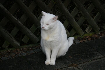 White cat on the ground