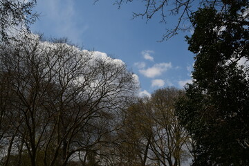 View of the blue sky with white clouds. Spring trees without leaves.