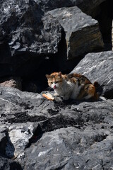 Cat on large stones on the shore of the bay. The cat eats bread.