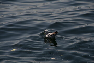 A large white seagull on the calm water of the sea bay.