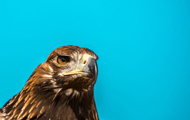 Golden eagle close-up on the background of the sky. The bird of prey hunts its prey. The eagle sits on the trainer's hand. Falcon hunting. National tradition of Asia. Kazakhstan