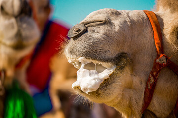 Bactrian camels in the desert. Camels harnessed to riding reins. Camel head and mouth close-up....