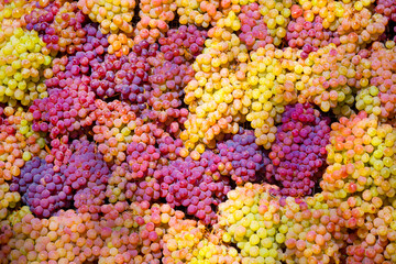 A bunch of grapes close up. Vineyards of Italy grape and winery on a sunny day. Harvesting for Italian winemaking. Grape juice and wine.