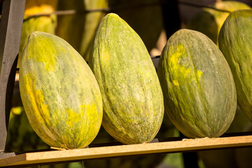 Juicy Asian melon. Beautiful tasty vegetable. Vegetables in the market.
