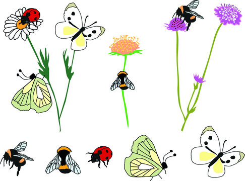 Insects to grab for an illustration in vector graphic. Innocent art and illustration, that fits fine to children.