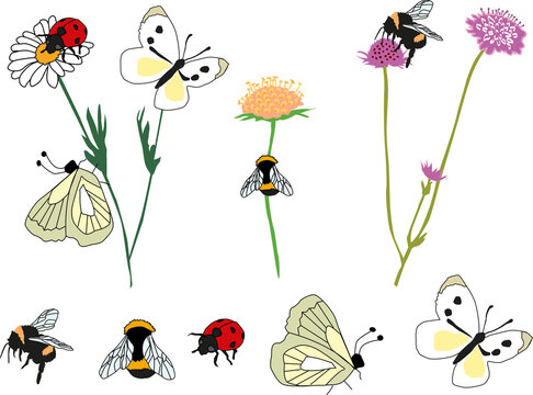 Insects to grab for an illustration in vector graphic. Innocent art and illustration, that fits fine to children.