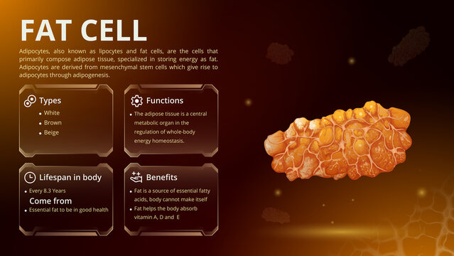 Structure, Function and Types of Fat Cell- Vector Image Design