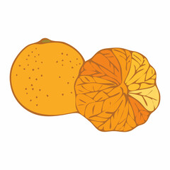 Mandarin on white background. Natural organic nutrition. Healthy organic vegan food. Vector drawing.