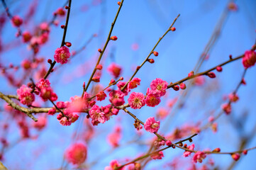 梅の花