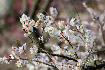 梅の花