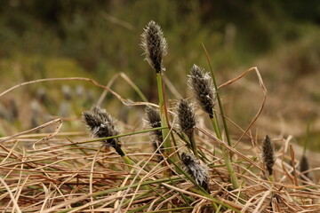 Eriophorum vaginatum, black dry flower close-up, plant growing in peat bogs