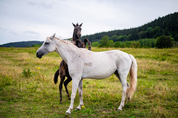 Obraz na płótnie Canvas Mother and her foal