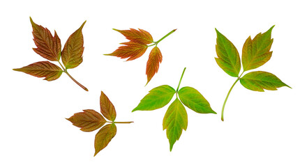 Fototapeta premium Maple leaves isolated on a white background, top view