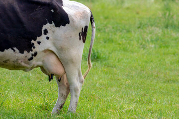 Close up of cow udder with selective focus, Young female black and white Dutch cow standing  on the...