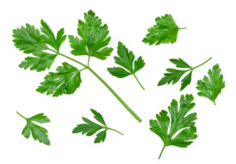 Parsley green leaves isolated on a white background, top view