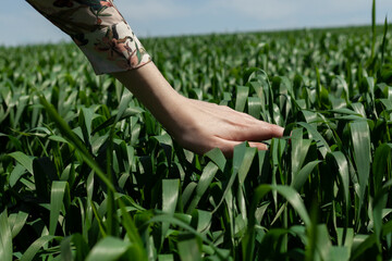 close up photo of woman touching green grass growing in field during clear sunny weather