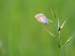 Brown argus (Aricia agestis) butterfly resting on a blade of grass