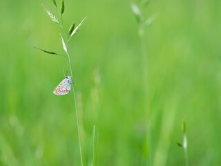 Obraz premium Brown argus (Aricia agestis) butterfly resting on a blade of grass