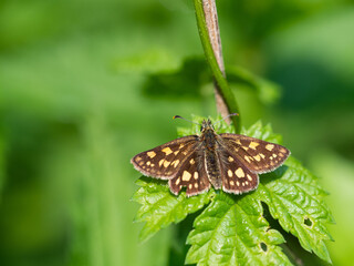Chequered skipper or arctic skipper (Carterocephalus palaemon) butterfly on leaf