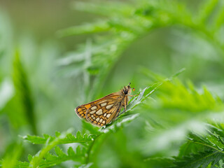 Chequered skipper or arctic skipper (Carterocephalus palaemon) butterfly on green plant