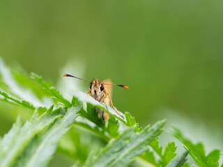 Chequered skipper or arctic skipper (Carterocephalus palaemon) butterfly on green plant looking into camera
