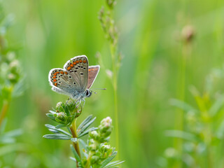 Brown argus (Aricia agestis) butterfly resting on a blade of grass