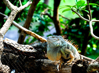 Green iguana) on a tree in the tropical rainforest of Thailand. 