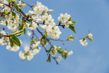 Spring flowering of fruit trees. Photo of beautiful white flowers on a tree in early spring against a blue sky background. Beautiful spring background. Selective focus.