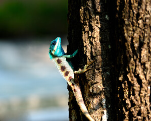  A blue-crested lizard (Calotes mystaceus) on a tree in Thailand.  