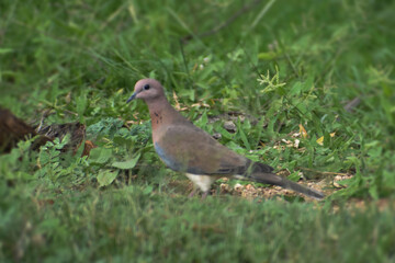 pigeon on grass
