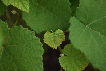 green leaves of a vine