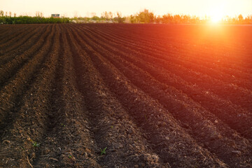 Freshly plowed and sown field on background sunset, time for sowing.