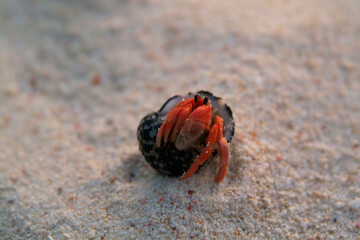 Hermit Crab on a beach in the Andaman Sea of Thailand. 
