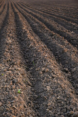 Freshly plowed and sown field, time for sowing.